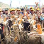 JAGUNG DESA RANGGO PANEN RAYA