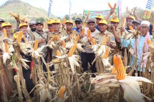 JAGUNG DESA RANGGO PANEN RAYA