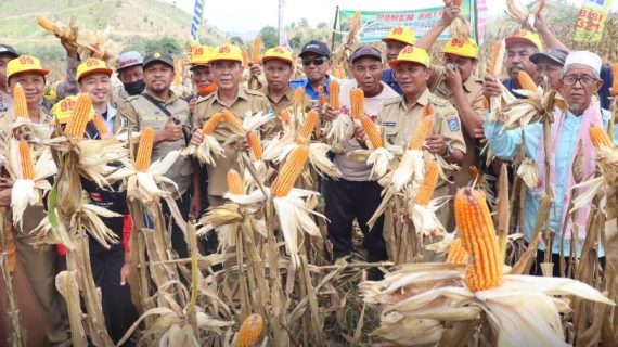 JAGUNG DESA RANGGO PANEN RAYA